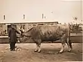 Bœuf de race kirghize, issu de l'élevage de la famille Soloviov, présenté à l'exposition agricole de Moscou de 1896.