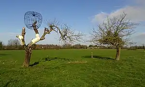 Pomme ornementale dans un pommier blessé