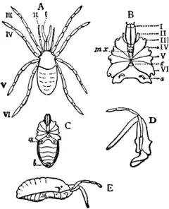 Description de l'image 1911 Britannica-Arachnida-Stylocellus sumatranus.png.