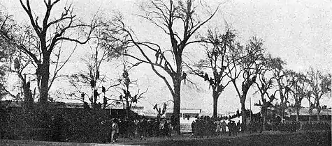 Spectateurs dans les arbres lors du match France Nouvelle-Zélande en 1925