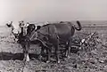 Mehlingen agricole en 1934