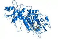 Image illustrative de l’article Leucyl-aminopeptidase