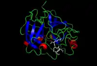 Image illustrative de l’article Entéropeptidase