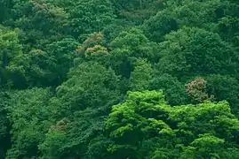 Frondaisons de la forêt sikkimaise.