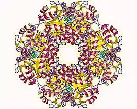 Image illustrative de l’article Porphobilinogène synthase