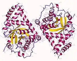 Image illustrative de l’article Transaldolase