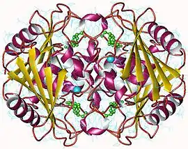 Image illustrative de l’article Cytidine désaminase