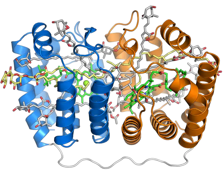 Structure du complexe péridinine-chlorophylle-protéine soluble du dinoflagellé Amphidinium carterae (en). Ce complexe est présent chez de nombreux dinoflagellés photosynthétiques et est structuré autour d'une protéine de forme creuse évoquant une barque avec deux répétitions de huit hélices α (représentées en bleu et en orange) entourant une cavité centrale remplie de pigments photosynthétiques. Chaque segment à huit hélices se lie à une molécule de chlorophylle a (en vert), une molécule de diglycéride (en jaune) et quatre molécules de péridinine (en gris) (PDB 1PPR).