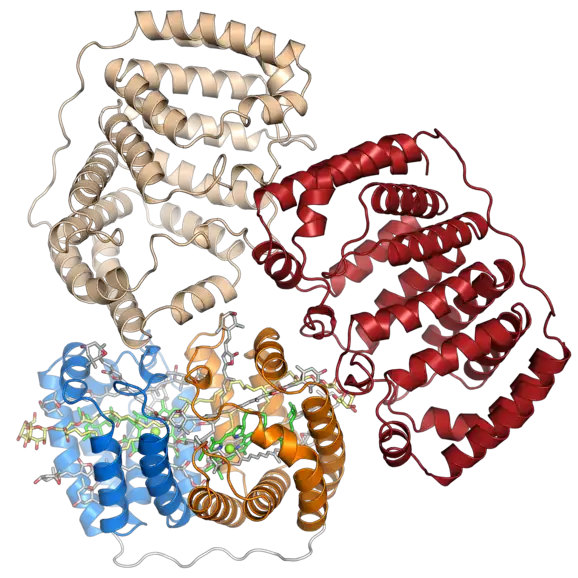 Représentation du trimère dont on pense qu'il est la forme biologiquement active du complexe PCP d'A. carterae (en). Seule la protéine est représentée pour les monomères en haut et à droite, tandis que l'ensemble des éléments du complexe sont représentés pour le monomère inférieur gauche (PDB 1PPR)