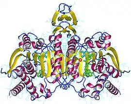 Image illustrative de l’article Isocitrate déshydrogénase