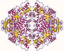 Image illustrative de l’article Pyruvate kinase