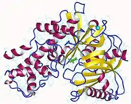 Image illustrative de l’article Glucokinase