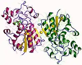 Image illustrative de l’article Phosphoglycérate mutase