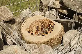 Les flûtes réalisées par les élèves de Ferland et Boilleau sont enfouies dans le Tacon Site des Forêts.