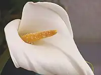 Zantedeschia aethiopica : spathe blanche enveloppant l'épi (spadice)