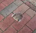 Extrémité d'une queue d'écureuil abandonnée au sol.