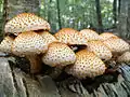 Pholiota squarrosoides