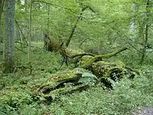 PGN du parc national de Bialowieza (Pologne)