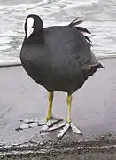 Vue en couleur d'un oiseau noir posé sur le sable d'une plage, les doigts largement écartés et blancs.