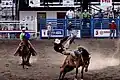 Saddle bronc.