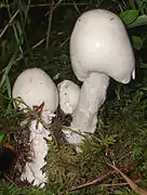 Amanite vireuse (Amanita virosa) Hautement toxique