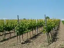 Vignoble de Riesling à Dirmstein.