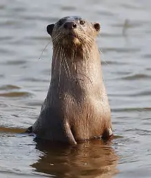 Photo d'une loutre se dressant dans l'eau et moitié émergée.