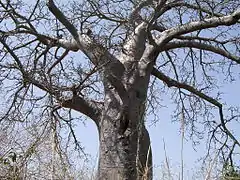 Baobab africain (Sénégal).