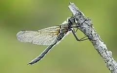 Cordulia shurtleffii