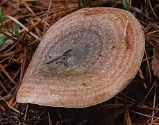 L. quieticolor, le Lactaire gris orangé