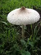 Macrolepiota dolichaula