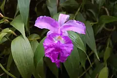 Description de l'image 2007 sobralia macrantha.jpg.