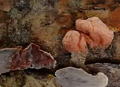 Tremella encephala