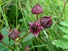 Fleurs de Potentille des marais.