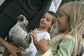 Des enfants caressant une poule