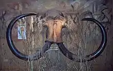 Crâne de mammouth accroché à un mur vu de face, avec deux défenses noires s'enroulant de chaque côté.