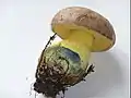 Boletus radicansStipe radicant