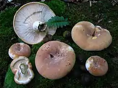 Lactifluus allardii