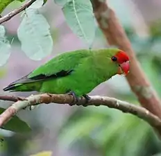 Inséparable d'Abyssinie(Agapornis taranta),Hauts plateaux.