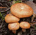 Cuticule méchuleuse(Lactarius deliciosus)