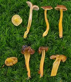 Craterellus tubaeformis (en haut) en comparaison avec Leotia lubrica (en bas).