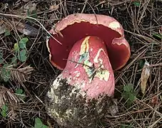 Rubroboletus pulcherrimus.