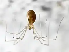 Pholcus phalangioides