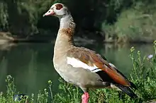 Ouette d'Égypte (Alopochen aegyptiacus)