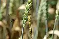 Orthetrum cancellatum