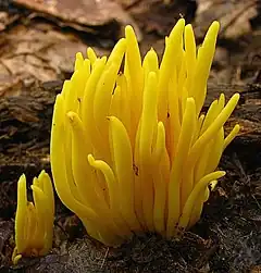 Le carpophore de ce champignon se caractérise par une touffe de tiges en forme de fuseaux, ramifiées ou non, de couleur jaune.