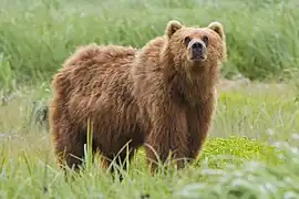 Ursus arctos