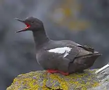 Cepphus columba