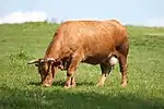 photo couleur d'une vache rouge à musculature harmonieuse et mamelle bien développée. le mufle est rosé et les cornes en croissant très élargi.