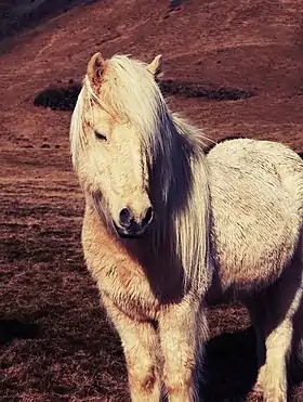 Cheval gris vu de face dans un paysage rocailleux avec un peu d'herbe.